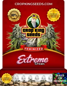 Extreme Cream Feminized