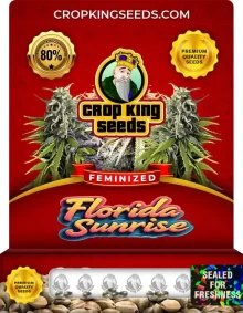 Florida Sunrise Feminized