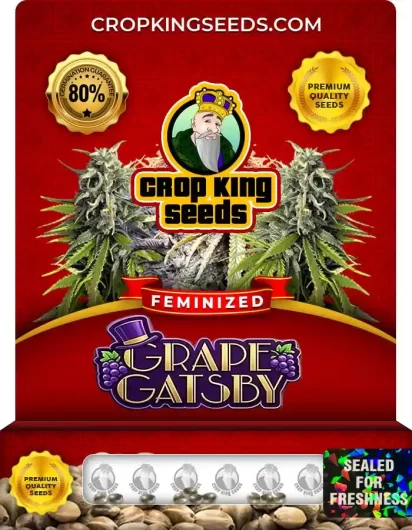 Grape Gatsby Feminized