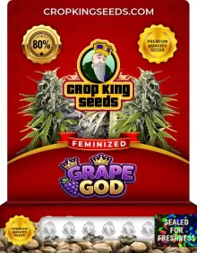 Grape God Feminized