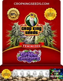 Grape Gushers Feminized