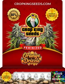 Orange Drizzle Feminized