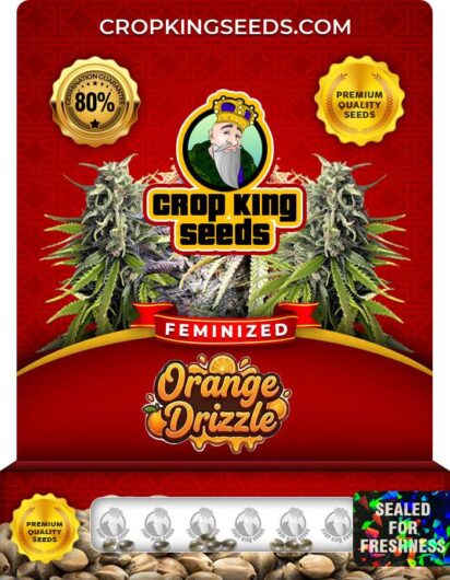 Orange Drizzle Feminized