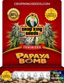 Papaya Bomb Feminized