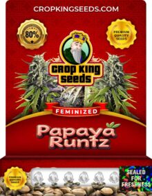 Papaya Runtz Feminized