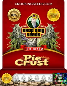 Pie Crust Feminized