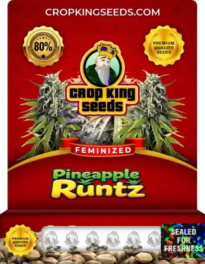 Pineapple Runtz Feminized