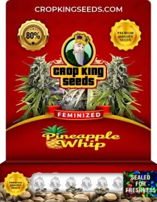 Pineapple Whip Strain Feminized Marijuana Seeds