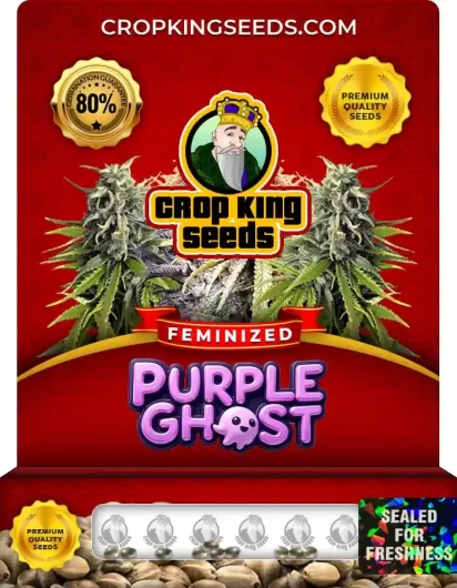Purple Ghost Feminized