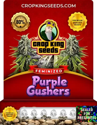 Purple Gushers Feminized