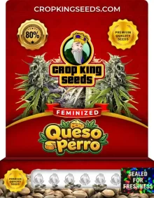 Queso Perro Feminized