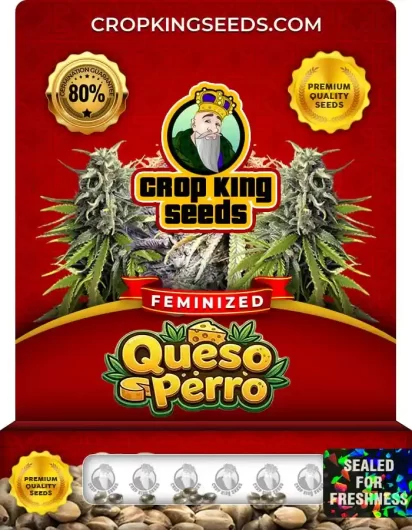 Queso Perro Feminized