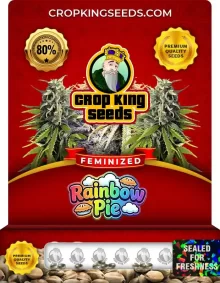 Rainbow Pie Feminized
