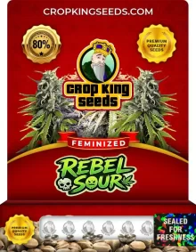 Rebel Sour Feminized
