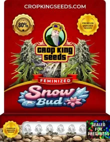 Snow Bud Feminized