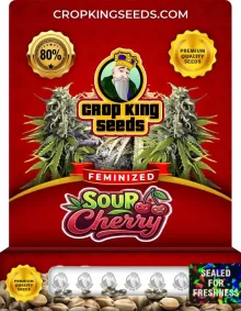 Sour Cherry Feminized