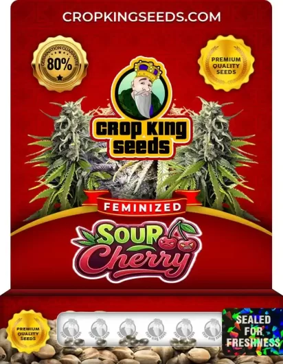 Sour Cherry Feminized