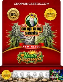 Sour Papaya Strain Feminized Marijuana Seeds