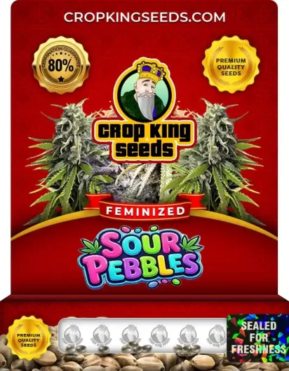 Sour Pebbles Feminized