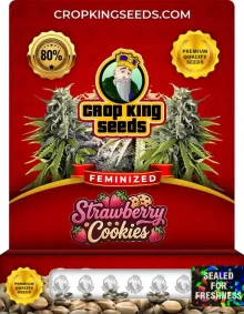 Strawberry Cookies Feminized