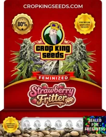 Strawberry Fritter Strain Feminized Marijuana Seeds