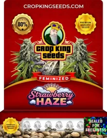 Strawberry Haze Feminized Marijuana Seeds