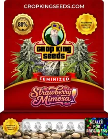 Strawberry Mimosa Feminized