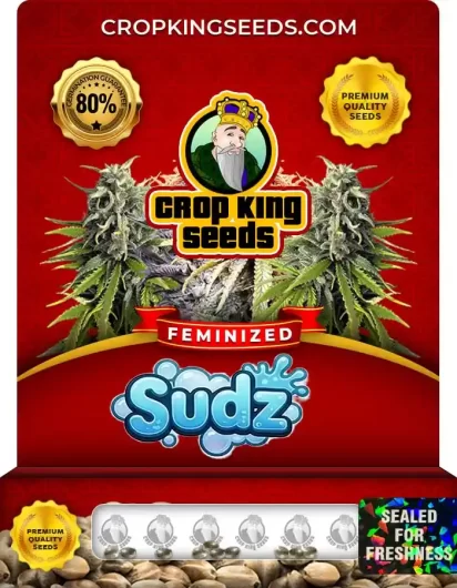 Sudz Feminized