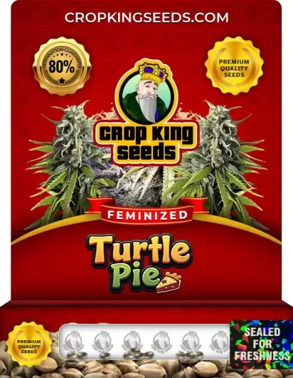 Turtle Pie Feminized