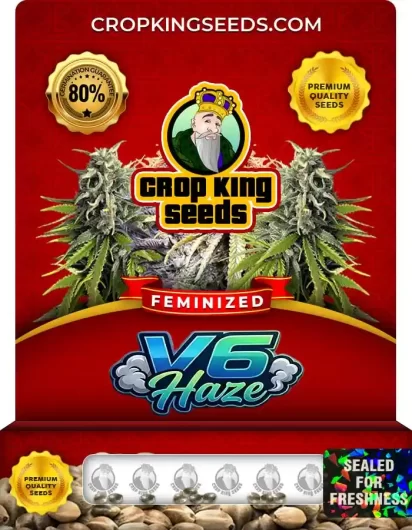 V6 Haze Feminized