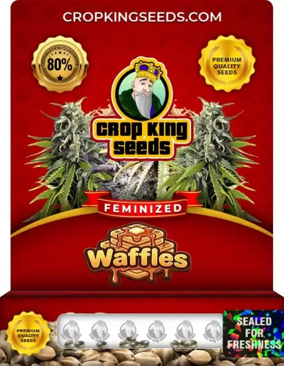 Waffles Feminized