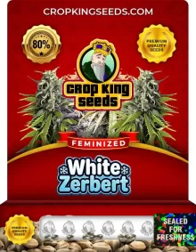 White Zerbert Feminized