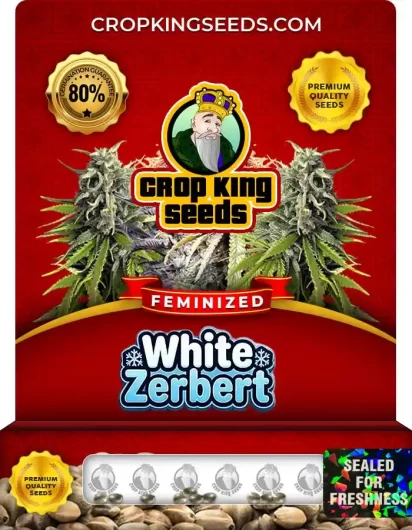 White Zerbert Feminized