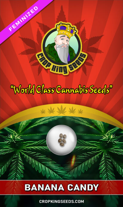 Banana Candy Strain Feminized