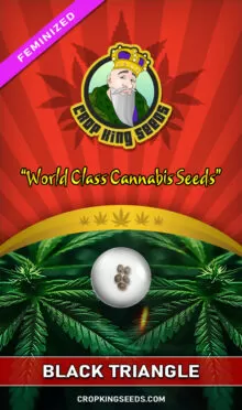 Black Triangle Strain Feminized