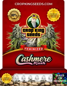 Cashmere Kush Strain