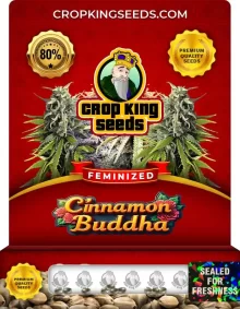 Cinnamon Buddha Feminized