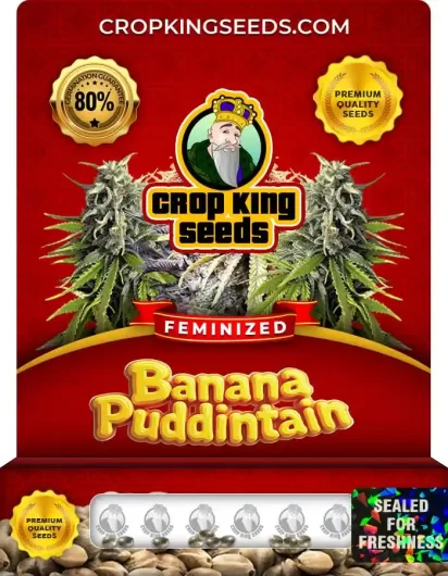 Banana Puddintain Strain