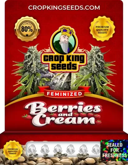 Berries and Cream Strain