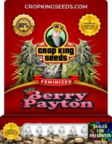 Berry Payton Strain