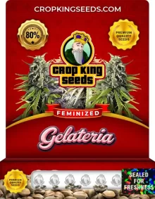 Gelateria Strain