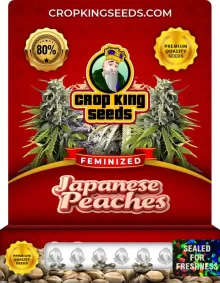 Japanese Peaches Strain