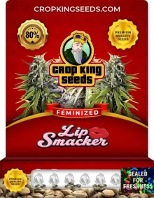 Lip Smacker Strain