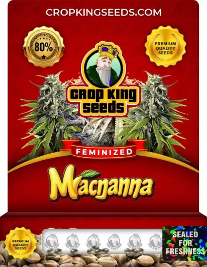 Macnanna Strain