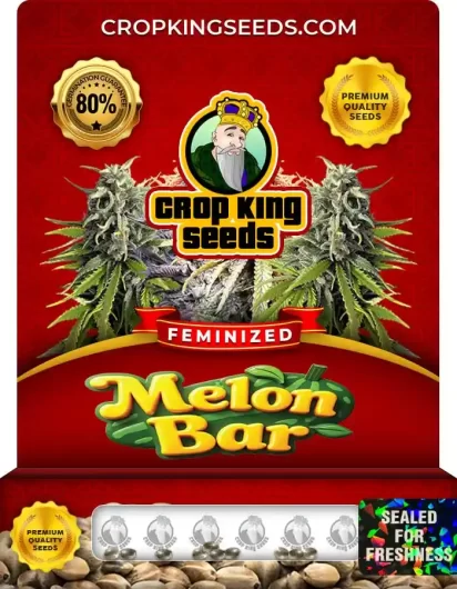 Melon Bar Strain