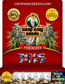 NYC Piff Strain Feminized Marijuana Seeds