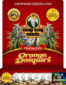 Orange Daiquiri Strain Feminized Marijuana Seeds