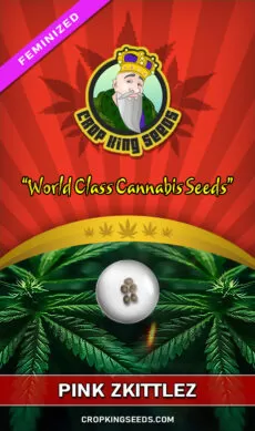Pink Zkittlez Strain Feminized