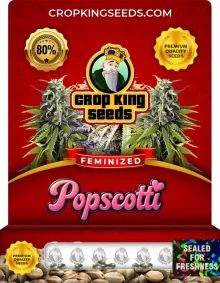 Popscotti Strain