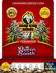 Queen of the South Strain